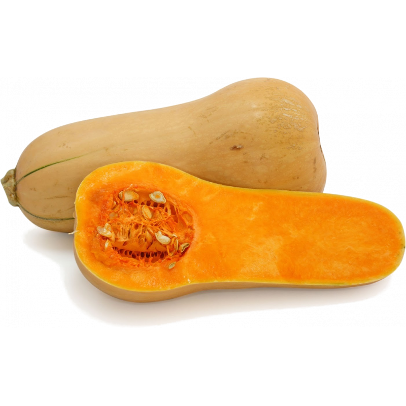 Zapallo Butternut unidad Zapallo Butternut unidad