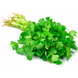 Cilantro - atado