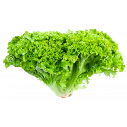 Lechuga Lollo Green